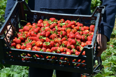 Muş&#039;ta üreticiler çilek hasadına başladı