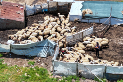 Vanlı besici 30 yıldır 2 bin 500 rakımdaki yaylada koyunlarına bakıyor