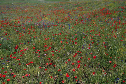 Ağrı&#039;da tarlalar çiçeklerle rengarenk oldu