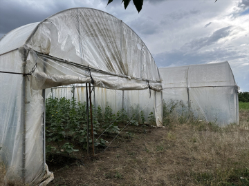 Antalya&#039;dan getirilen arılarla Iğdır&#039;da domates üretiminin yüzde 20 artırılması hedefleniyor