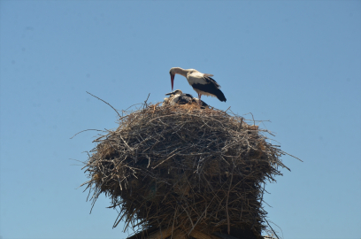 Muş&#039;ta kanat çırpmaya başlayan yavru leylekler göç yolculuğuna hazırlanıyor