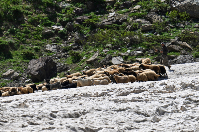 Hakkari'de çobanlar, karlı arazileri aşarak küçükbaş hayvanları sağıma götürüyor