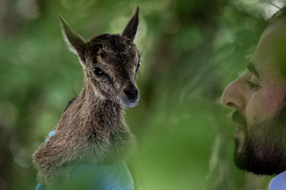 Erzurum&#039;da "süt kardeşler" adı verilen yaban keçisi yavruları biberonla besleniyor