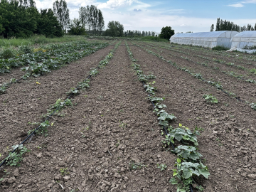 Iğdır'da salatalıkta bu sezon 5 bin ton verim bekleniyor