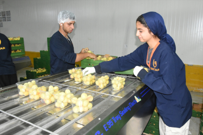 Malatya&#039;da kayısı hasadına başlandı