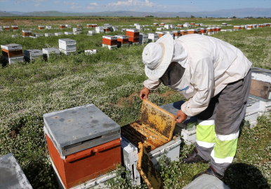 Muş Ovası bu yıl 478 gezgin arıcıyı ağırlıyor