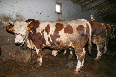 Akıllı kapsül projesiyle büyükbaş hayvanların hastalıklara karşı koruması hedefleniyor
