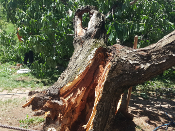 Bingöl&#039;de şiddetli rüzgar hasara neden oldu