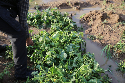Bingöl'de dolu sebze ve meyve ekili arazide zarara yol açtı