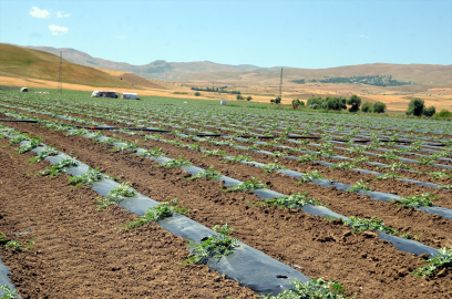 Muş&#039;ta çiftçiler karpuz ve kavunda yüksek rekolte bekliyor