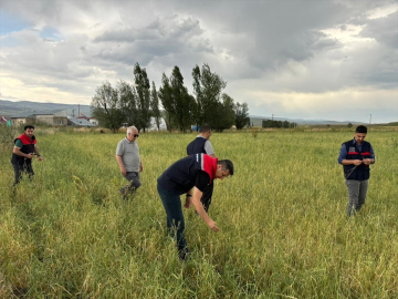 Ağrı&#039;da dolu tarım arazilerine zarar verdi