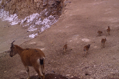 Bingöl'de yaban hayatı fotokapanla görüntülendi