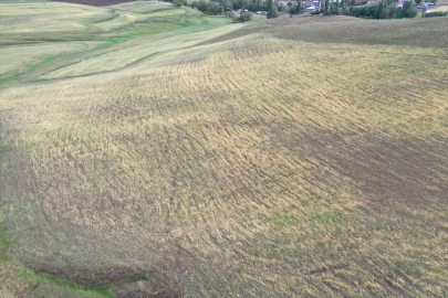 Ağrı&#039;da dolunun tarım arazilerine verdiği zararın tespiti sürüyor