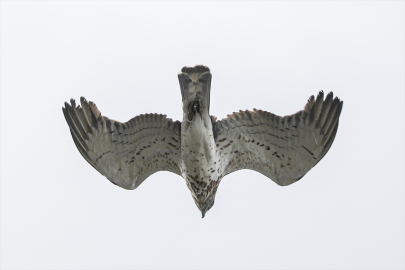 "Sürüngen avcısı" olarak bilinen yılan kartalı, Iğdır&#039;da görüntülendi
