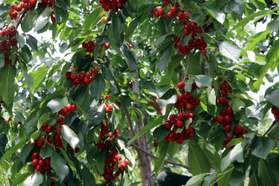 Destekle kurduğu bahçedeki kiraz ağaçları "üzüm salkımı gibi" meyve verdi