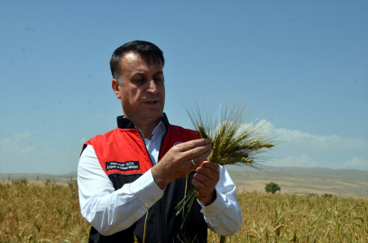 Muş&#039;ta deneme amacıyla ekilen ata tohumu buğdaydan yüksek verim bekleniyor