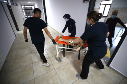 Bacağındaki çıkık nedeniyle ameliyat edilen yaban keçisi, yeniden yürüyebilecek