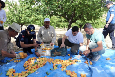 Keban Kaymakamı Atalık kayısı hasadına katıldı