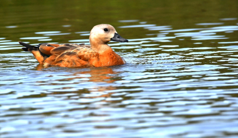 Sarıkamış&#039;taki Hançerli düzünde kuluçkadan çıkan angutlar uçma aşamasına geldi