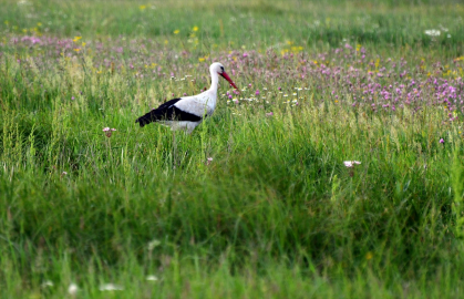 Sarıkamış kışın karla, yazın "kır melikesi" çiçeğiyle beyaza bürünüyor