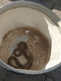 Kars&#039;ta binaya giren yılan paniğe neden oldu