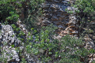Hakkari&#039;de koruma çalışmaları sayesinde yaban keçisi sayısı artıyor