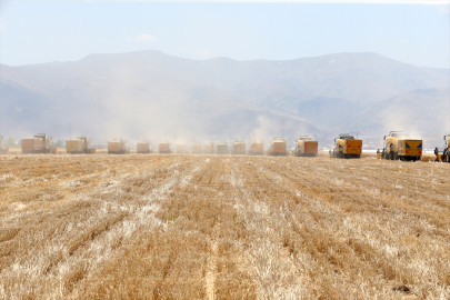 Muş Ovası&#039;nda hububat hasadı başladı