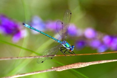 Sarıkamış&#039;ta "yusufçuk mevsimi"