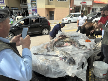 Kura Nehri&#039;nde avlanan balıkçının ağına uzunluğu 1 metreyi aşan 3 yayın balığı takıldı