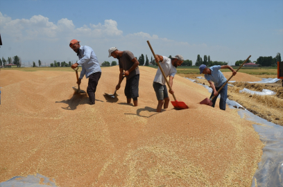 Muş'ta bahar yağmurları buğday rekoltesini artırdı
