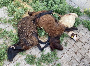 Bingöl&#039;de sahipsiz köpekler 6 küçükbaş hayvanı öldürdü