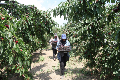 Ahlat&#039;ta kiraz hasadı başladı