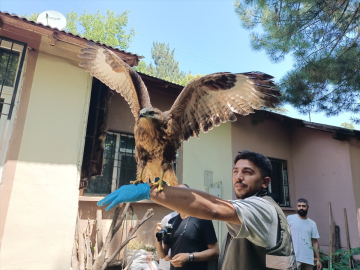 Bingöl'de bakımı yapılan kızıl şahin yavrusu doğaya salındı