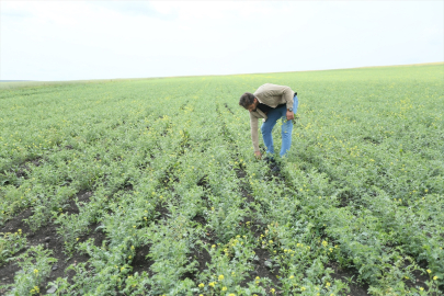 Kars&#039;ta atıl durumdaki 48 bin 500 dekarlık alan üretime kazandırıldı