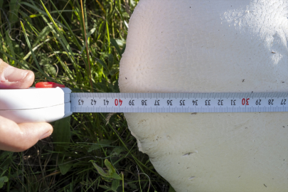 Kars&#039;ta yağışların ardından "dev mantar" bereketi