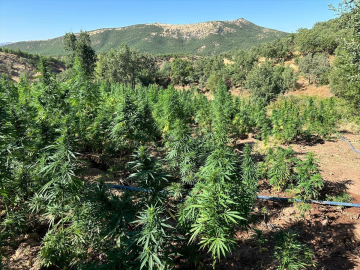 Bingöl'de 40 bin 660 kök Hint keneviri ele geçirildi