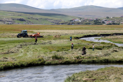 Ardahan'da ot biçme mesaisi başladı