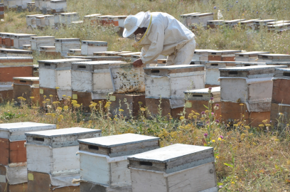 Yüksekova'da yaylalar gezgin arıcıları ağırlıyor