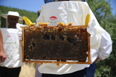 AB tescilli Bingöl balında hasat başladı