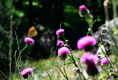 Kars&#039;ta yağmurların ardından ortaya çıkan kelebekler doğayı süslüyor
