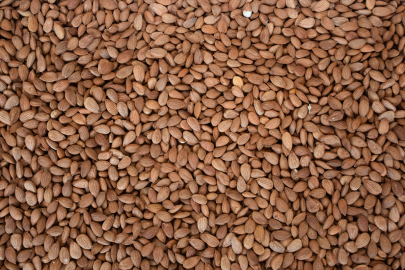 Tescilli kayısı çekirdeği ihracatından yılın ilk yarısında 5,5 milyon dolarlık gelir