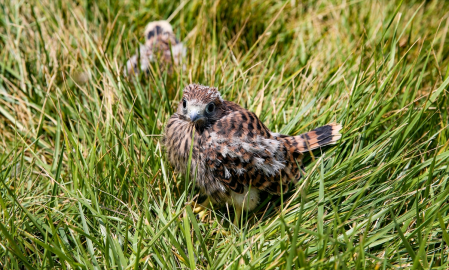 Annelerinden ayrı düşen yaban hayvanları rehabilitasyon merkezinde hayata tutunuyor