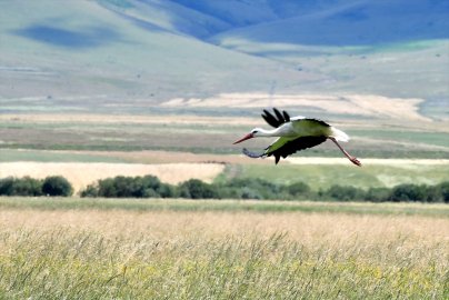 Kars&#039;ta leylekler çayırlarda beslenirken görüntülendi