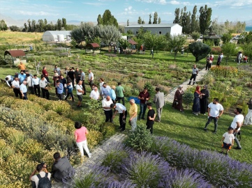 Van'da akademisyenlerin yetiştirdiği tıbbi ve aromatik bitkilerin hasadı yapıldı