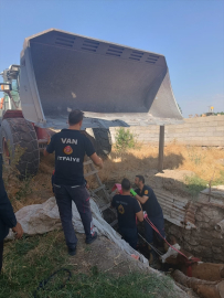 Van&#039;da çukura düşen inek kurtarıldı