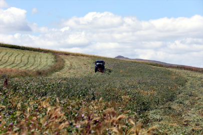 Ardahan&#039;da hayvancılık için devlet destekli ekilen yem bezelyesi üreticiyi sevindirdi