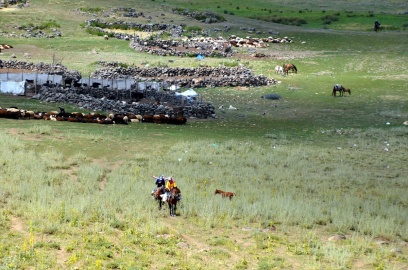 Muş&#039;ta berivanlar küçükbaş hayvanları sağmak için her gün atlarla yaylaya çıkıyor