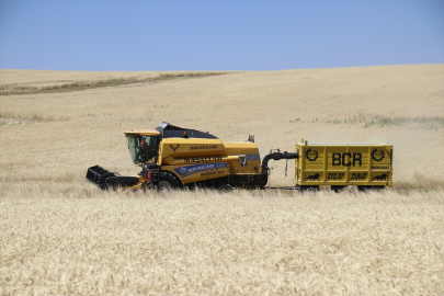 Ağrı&#039;nın bereketli ovalarındaki buğday tarlalarında hasat heyecanı yaşanıyor