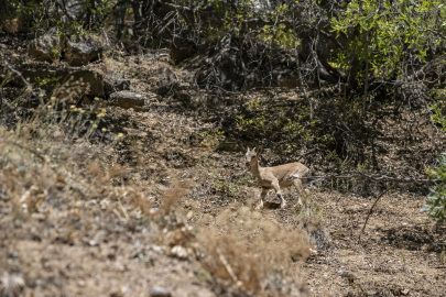 Tunceli'de koruma altındaki yaban keçileri yavrularıyla görüntülendi