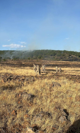 GÜNCELLEME - Tunceli'de ormanlık alanda çıkan yangına müdahale ediliyor